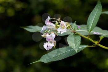 Himalayan balsam (Impatiens glandulifera) flowers and seed pods