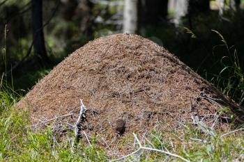 Ant Hill in the forest of the Natural Park of Paneveggio Pale di San Martino in Tonadico, Trentino, Italy