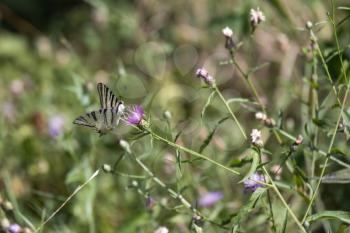 Swallowtail butterfly feeding on a flower at Torre de' Roveri in Italy