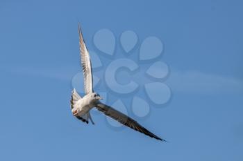 Black-headed gull (Chroicocephalus ridibundus) Flying over Hedgecourt Lake