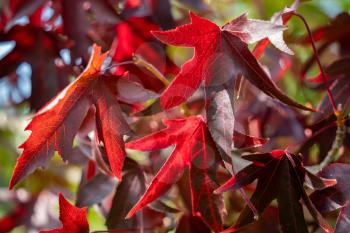 Amrican Red Gum tree (Liquidambar styraciflua) leaves in autumn
