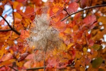 Smoke tree (Cotinus Coggygria) leaves turning orange red-blood in autumn