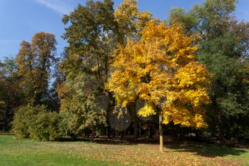 Autumn scene in the Parco di Monza Italy