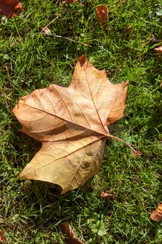 Single London Plane tree (platanus × hispanica) leaf