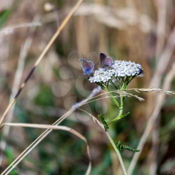 Common Blue Butterfly (Zizina otis labradus)