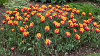 Tulips in Roath Park Cardiff