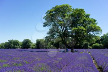People enjoying a Lavender field in Banstead Surrey