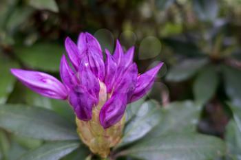 Rhododendron Bud Beginning to Blossom