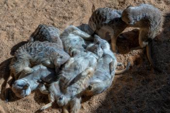 VALENCIA, SPAIN - FEBRUARY 26 : Meerkats at the Bioparc in Valencia Spain on February 26, 2019