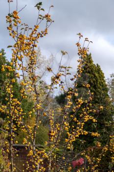 Tree with yellow berries and thorny branches in East Grinstead