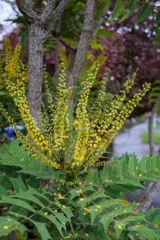 Mahonia x media Charity  flowering in autumn in East Grinstead