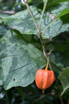 Bladder Cherry (Physalis alkekeng) growing in Torre de' Roveri Italy