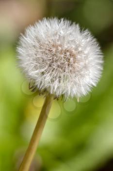 Close-up of a Dandelion (Taraxacum) seed head in a field near East Grinstead