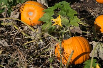 Pumpkins ripening on the ground in the sunshine