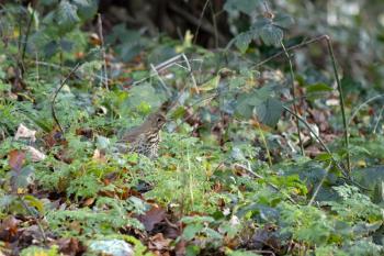 Song Thrush (Turdus philomelos) standing in the undergrowth