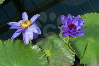 Lotus Flower (Nelumbo nucifera)