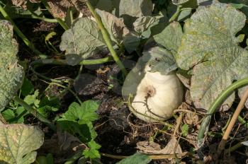 Snowman Pumpkin ripening on the ground in the sunshine