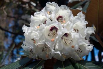 White Rhododendron in Wales