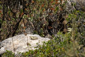 Swallowtail Butterfly at Mount Calamorro near Benalmadena Spain