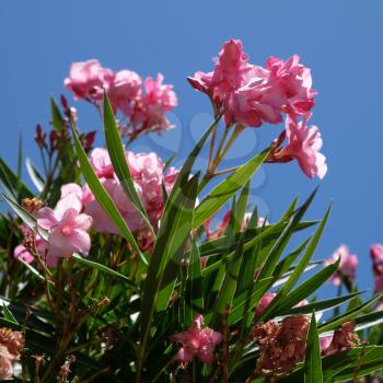 Nerium Oleander Double Pink Cultivar