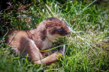 Stoat (Mustela erminea) resting in the sunshine