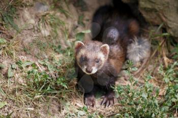 European Polecat (mustela putorius)