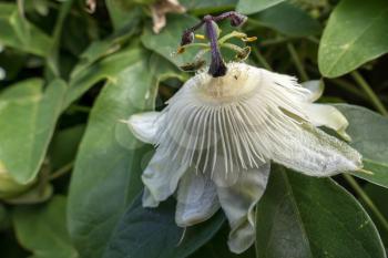 Passion Flower (Passifloraceae) in full bloom