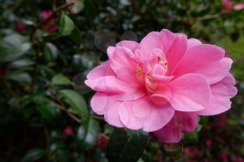 Pink Camellia in Full Bloom