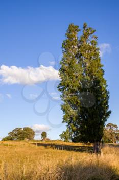 Tall Poplar tree in the Matakohe Countryside