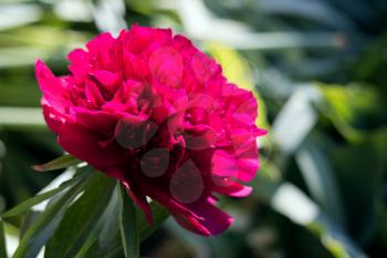 Vivid red Peony flowering in a garden inthe spring sunshine