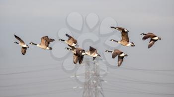 Greylag Geese (anser anser) flying over marshes in Essex