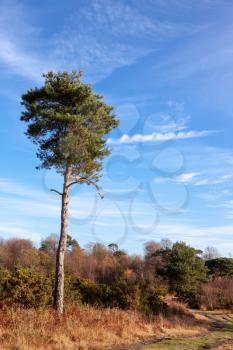 Lone Scott's Pine tree in the Ashdown Forest