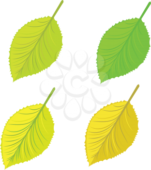 Set of colorful bright autumn leaves on white background.