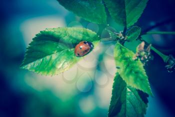 Little beetle, ladybird on a fresh green leaves in the garden.