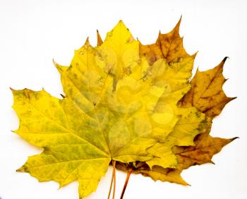 Close up of yellow grungy looking maple leaves on white background.