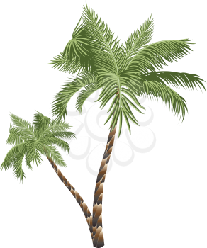 Two colorful palm trees illustration on white background.