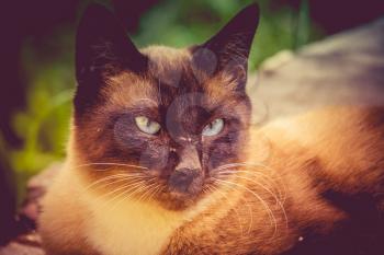 Summer portrait of the blue eyed siamese cat enjoying sunny day, filtered.