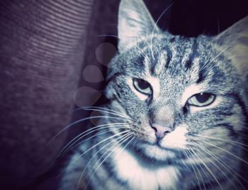Close up of a big cute striped cat background.