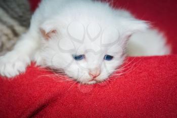 Furry little white kitten with blue eyes portrait.