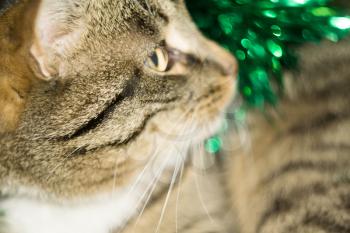 Cute tabby cat in Christmas green tinsel, holiday background.