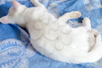 Cute white cat sleeps on towel of blue and white color.