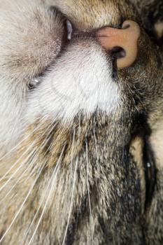 Close up photo of tabby cat nose as background.