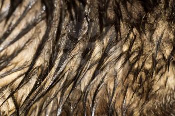 Close up of wet tabby cat fur as background.