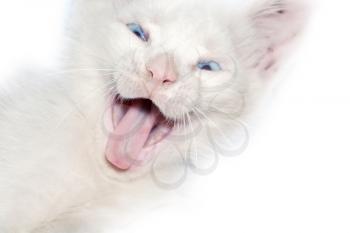 Cute white kitten portrait, close up photo.