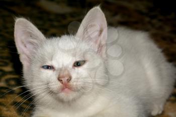 Adorable little white kitten close up portrait.