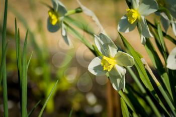 Close up view of a white narcissus flower in a spring day.