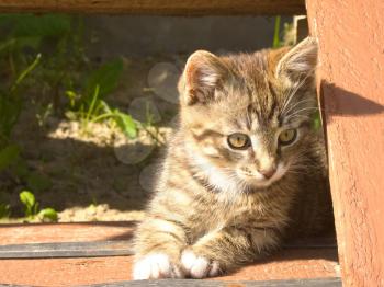 Funny little striped kitten on wooden stairs.