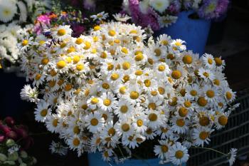 Beautiful bouquet of daisy flowers on street  flower vendor