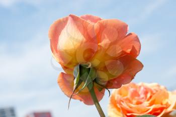 Beautiful colorful Rose Flower on sky background