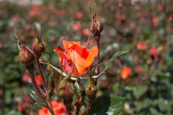 Blooming beautiful colorful roses in the garden background